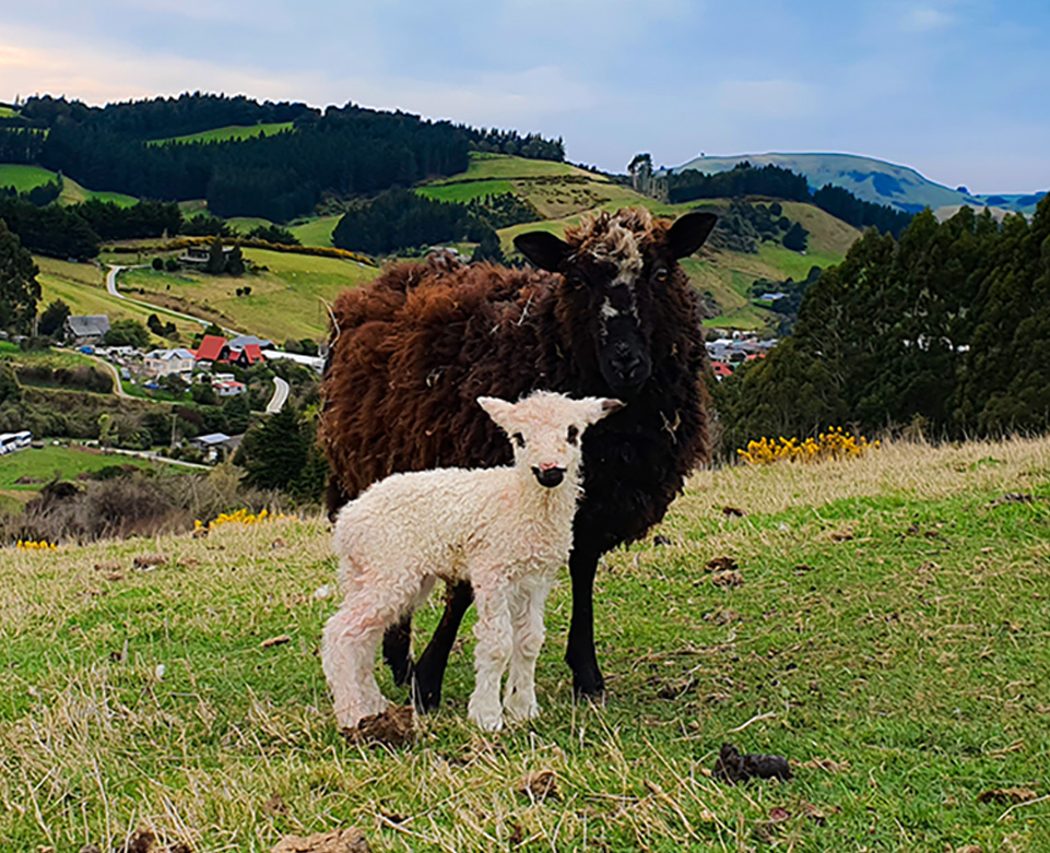 iconic farm tours dunedin